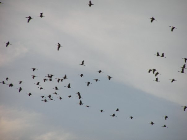 The famous spring migration of the Sandhill Cranes of Nebraska.
