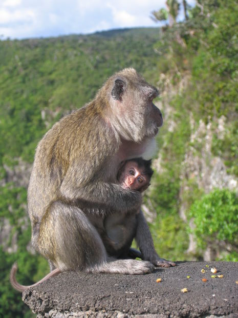 After some time, the mother climbed down, the baby furiously clinging to her, 