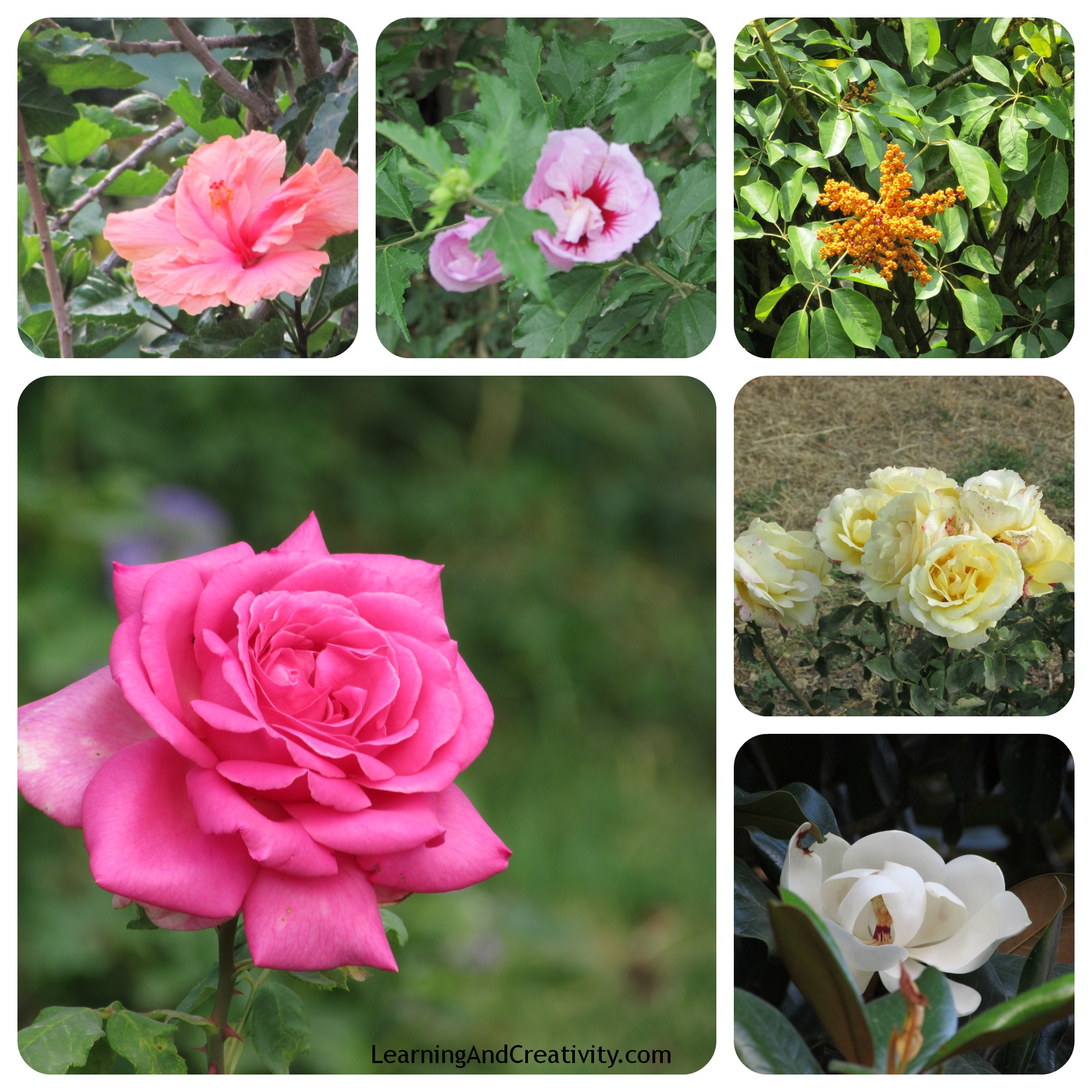 Flowers - Rose Hibiscus Magnolia Pansy