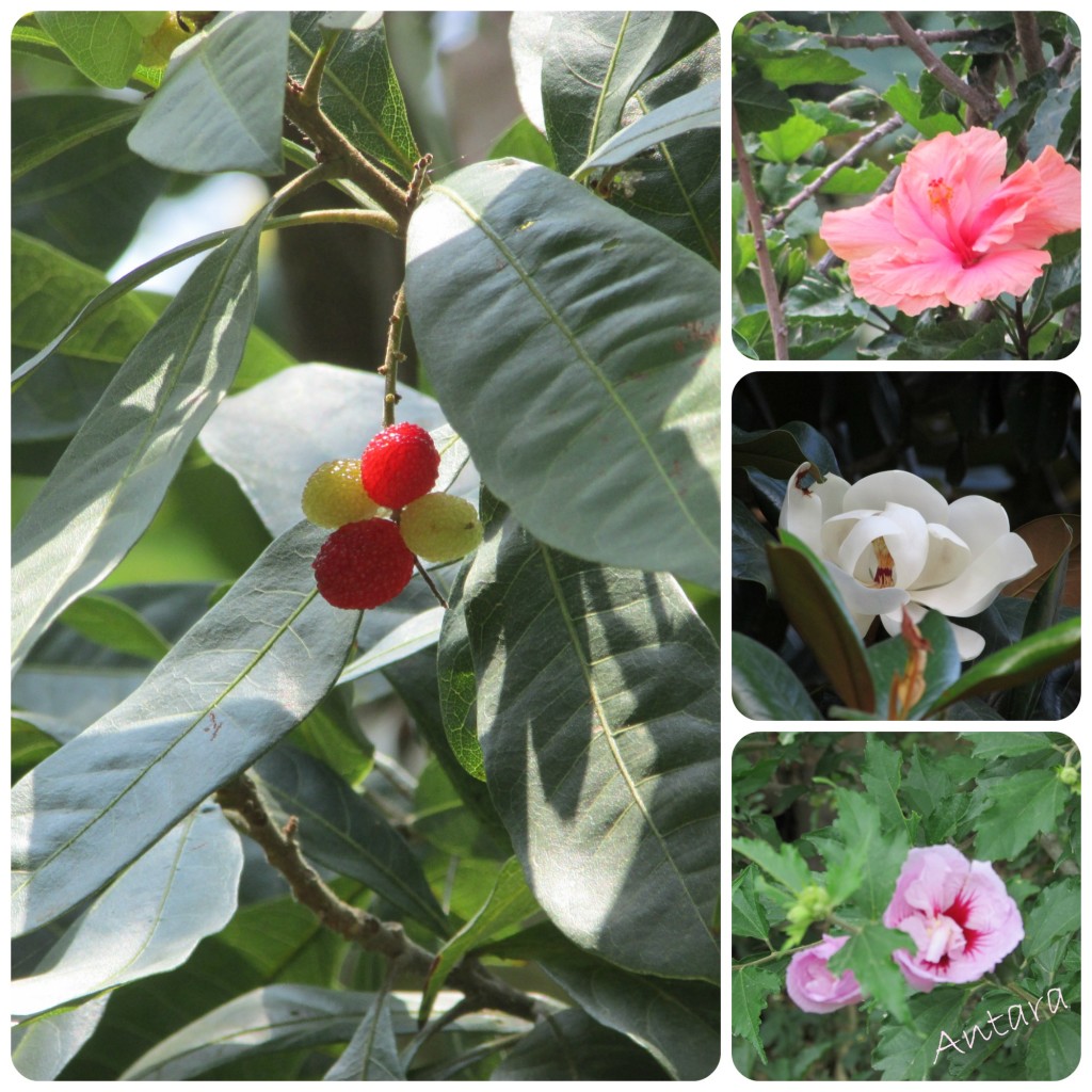 Kaafal Hibiscus Magnolia Pansy