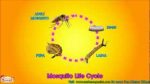Life Cycle Video