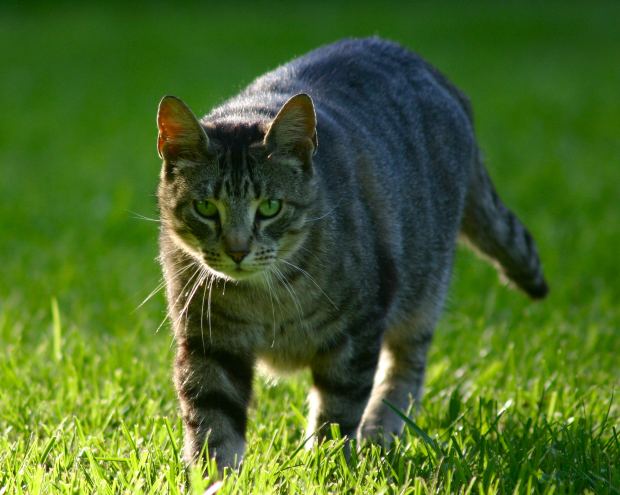 talking-cat
