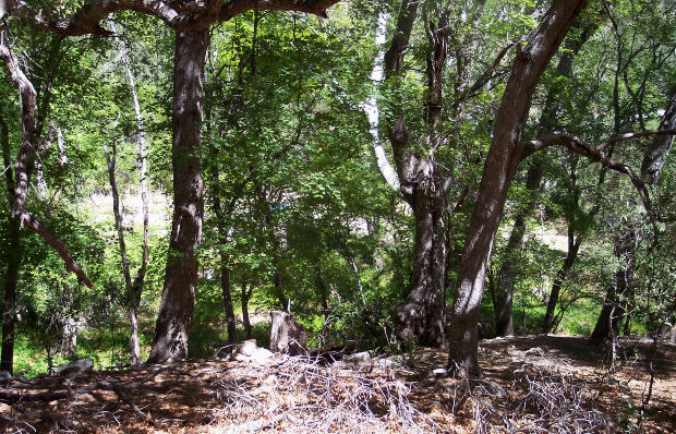 woods-learningandcreativity