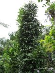 Kumarakom Spice Garden, Kerala