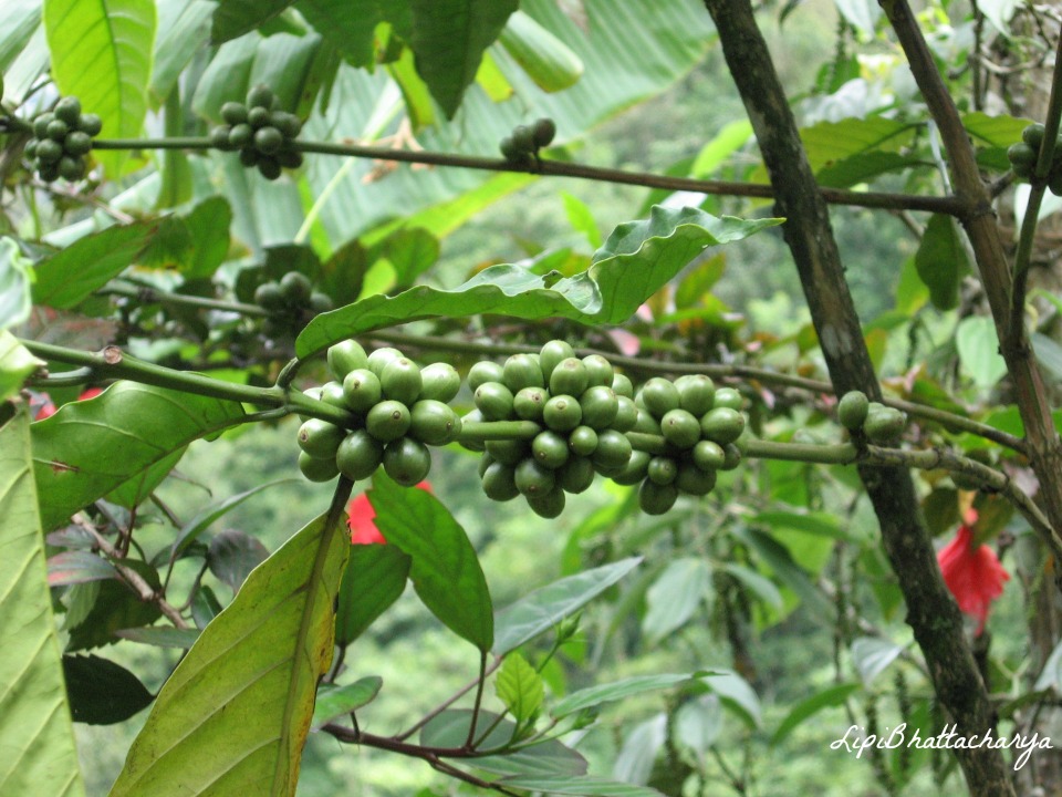 Kumarakom Spice Garden, Kerala