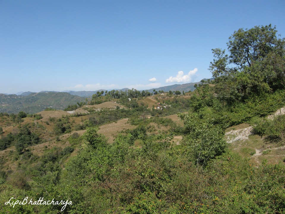 Shoghi, Shimla