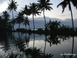 Mirror image of the rows of coconut trees on the still waters of the vivacious Vembanad Lake