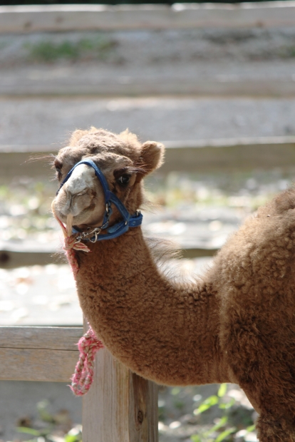 Camel in a Zoo