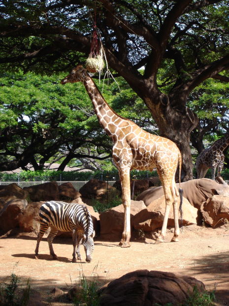 Giraffe in a Zoo