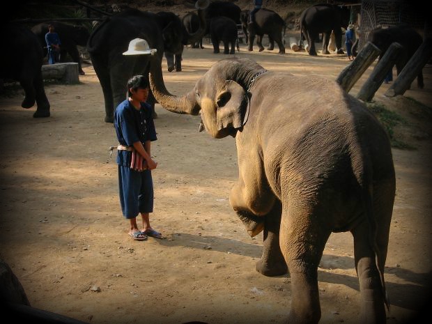 elephant and the boy