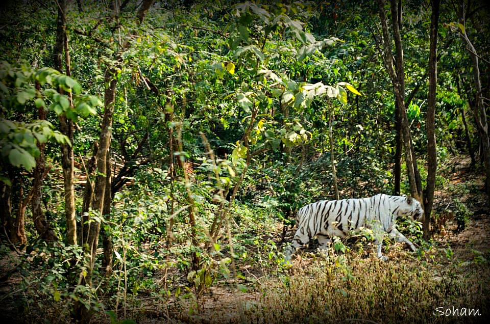 Nandankanan Wildlife Sanctuary