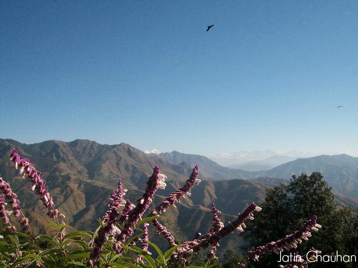 Dhanaulti