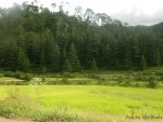 Uttarakhand Delight – Ranikhet – Nainital