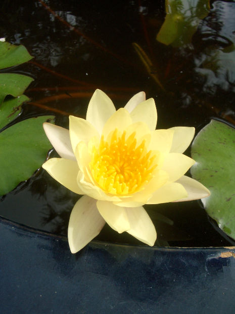 "You know Pankaj means a lotus. And he was as beautiful as a lotus. "