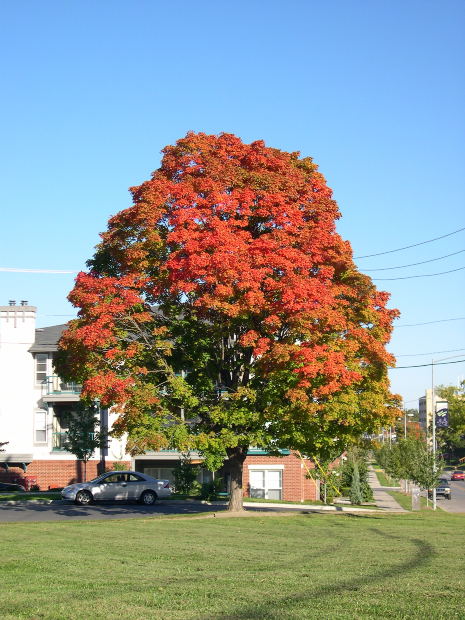 Maple Tree