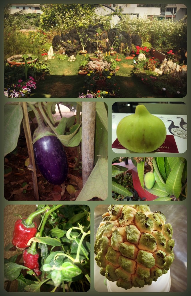 Gunjan's terrace garden spread over a small area of 750 square feet with its variety of fruit plants