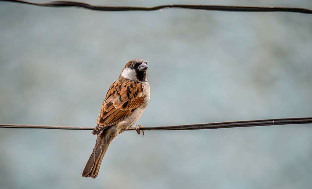 sparrow (By TJ Natarajan)