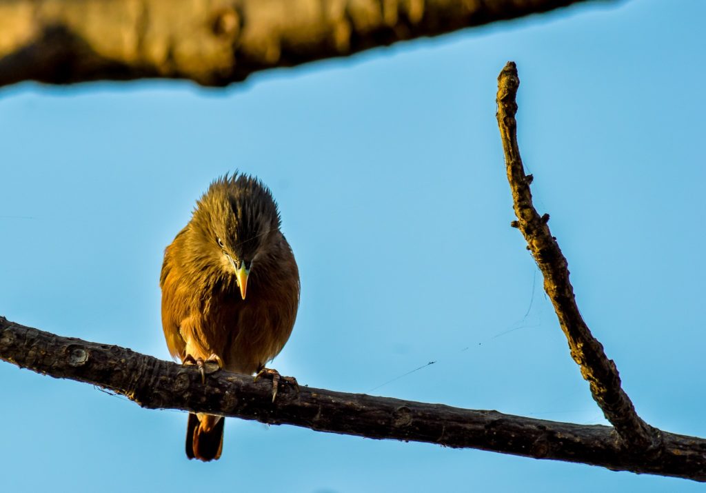 Bird in thought (By TJ Natarajan)