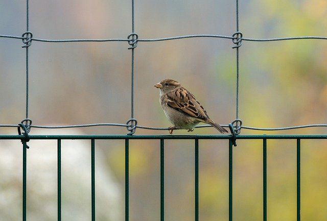 sparrow short story
