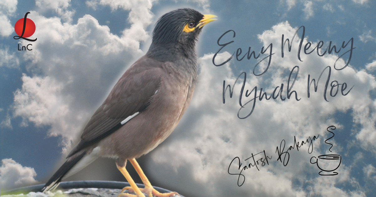 Myna Poster Myna Quotes Common Myna Wikiwand