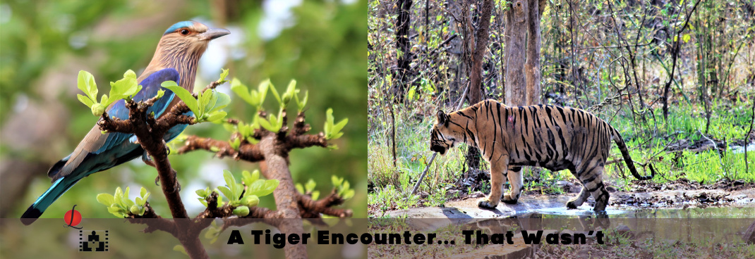 A Tiger Encounter… That Wasn’t
